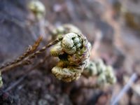 Selaginella imbricata dry2-t.JPG